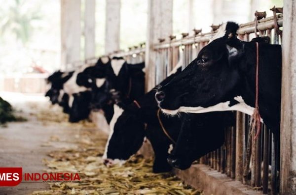 Ternak ayam petelur di Barambai, Barito Kuala