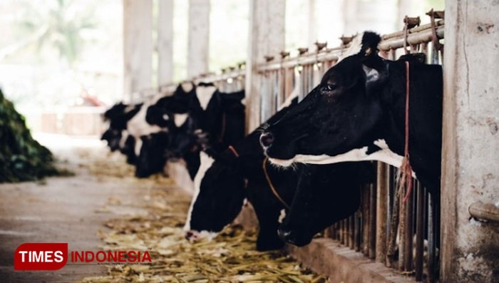 3 Jenis Peternakan Di Indonesia | Berpendidikan Ternak ayam petelur di Kahayan Kuala, Pulang Pisau