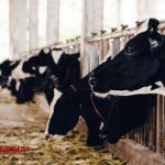 3 Jenis Peternakan Di Indonesia | Berpendidikan