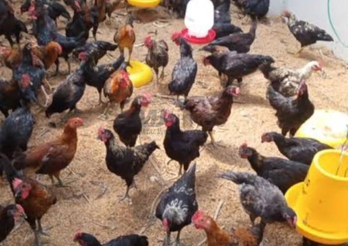 Sektor Peternakan di Pati Dianggap Belum Stabil Peternakan ayam kampung di Pati, Kab. Pati