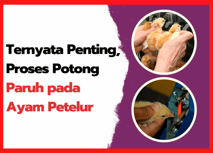 Ternyata Penting, Proses Potong Paruh pada Ayam Petelur - HOBI TERNAK Ternyata Penting, Proses Potong Paruh pada Ayam Petelur - HOBI TERNAK