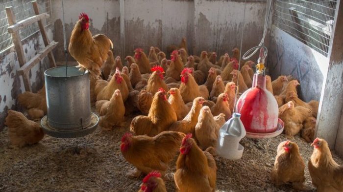 PETERNAKAN AYAM KAMPUNG DI PEGUNUNGAN | TOTAL AYAM SEBANYAK KURANG ...