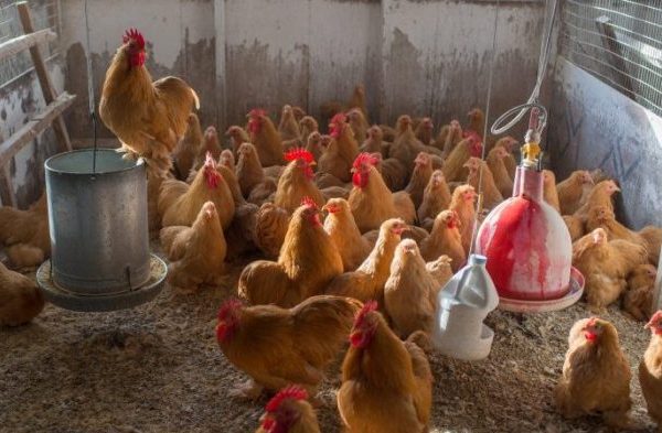 Peternakan ayam kampung di Serengan, Kota Surakarta