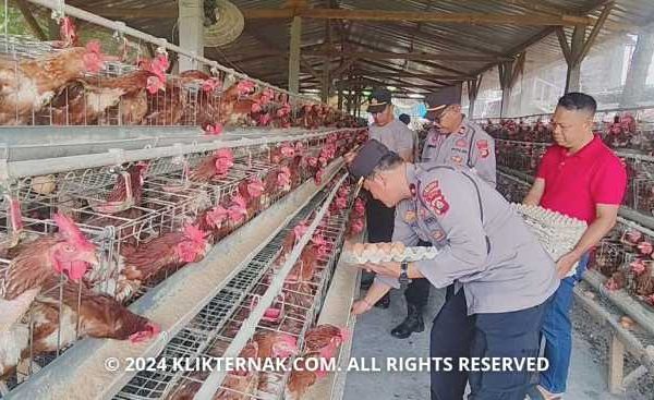 Ternak ayam petelur di Wari/Taiyeve II, Kab. Tolikara