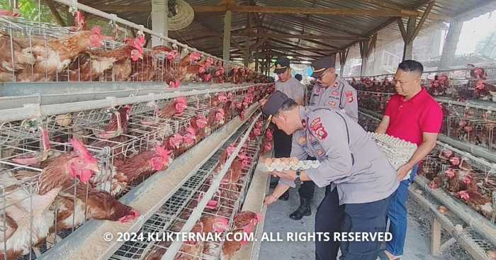 Ternak ayam petelur di Malind, Kab. Merauke