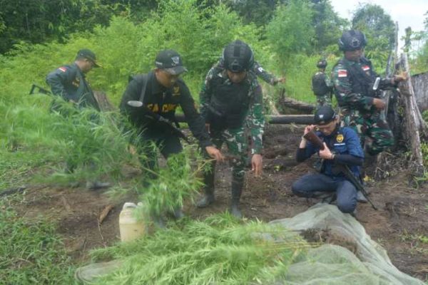 Daun penggemuk ayam di Sesnuk, Kab. Boven Digoel
