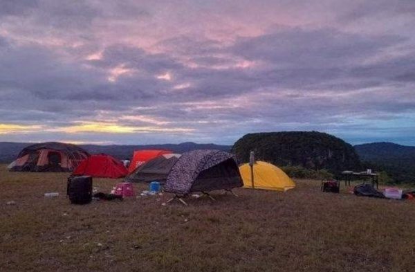 Daun penggemuk ayam di Fatukopa, Timor Tengah Selatan