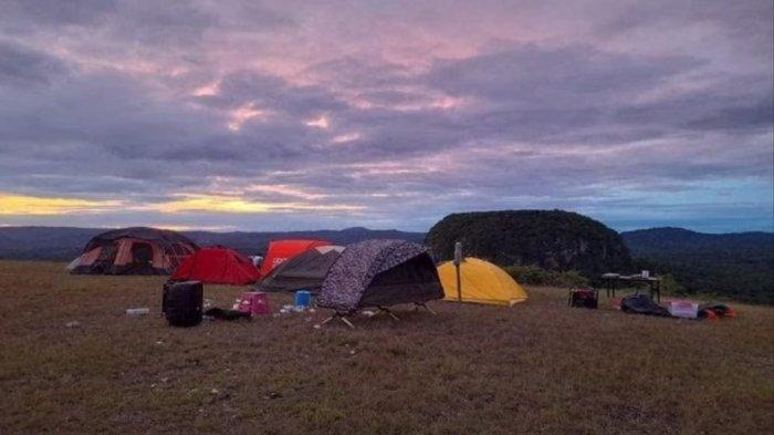 Daun penggemuk ayam di Fatukopa, Timor Tengah Selatan