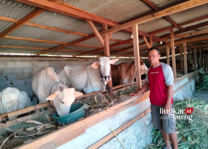 Tingkatkan Produksi Sapi Unggul, Pemkab Blora Optimalkan Inseminasi Buatan Tingkatkan Produksi Sapi Unggul, Pemkab Blora Optimalkan Inseminasi Buatan