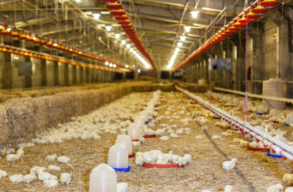 Ternak ayam petelur di Banggai, Banggai Laut