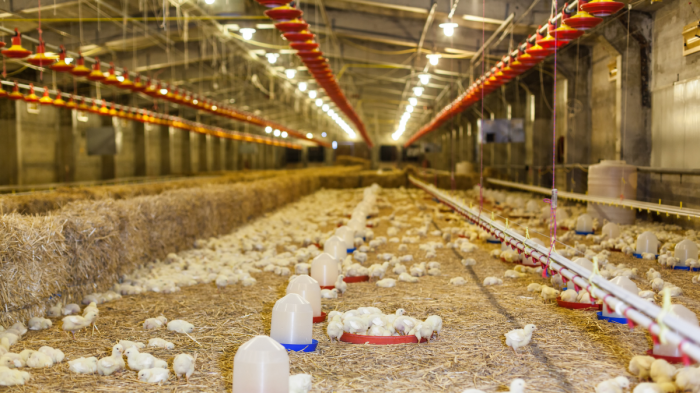 Dorong Kembangkan Peternakan Ayam Petelur di Desa Tampa – Kalteng Today Dorong Kembangkan Peternakan Ayam Petelur di Desa Tampa – Kalteng Today