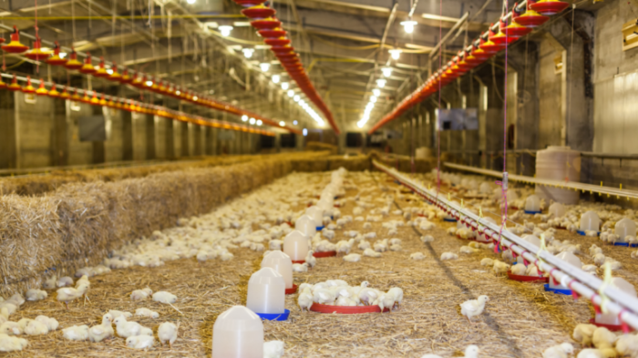 6 Cara Ternak Ayam Pedaging dan Petelur untuk Pemula - Varia Katadata.co.id Ternak ayam petelur di Kanggime, Kab. Tolikara