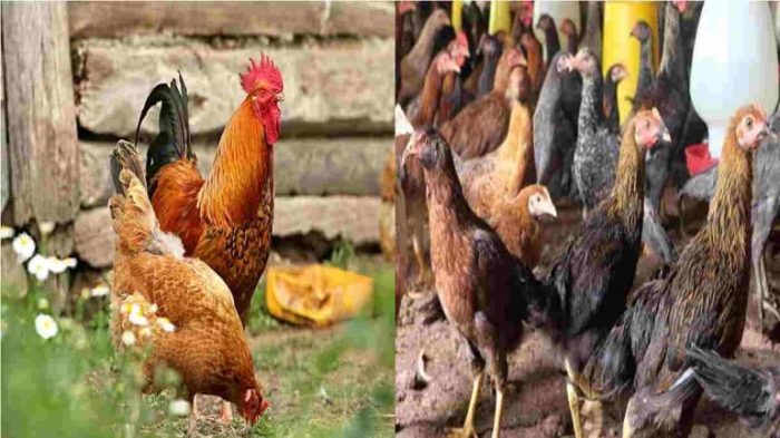Peternakan ayam kampung di Kandangan, Temanggung