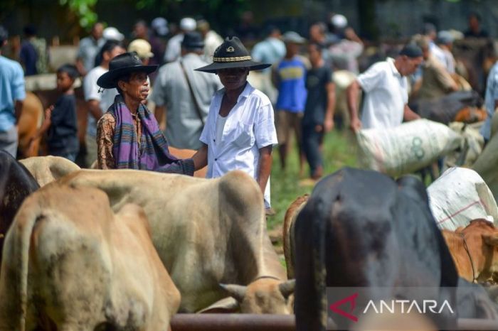 Pasar Ternak Sungai Sariak Padang Pariaman, Primadona Pemasok Sapi ... Ayam ternak di VII Koto Sungai Sarik, Kabupaten Padang Pariaman