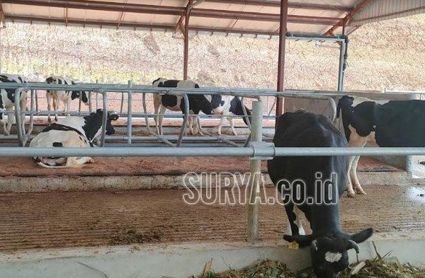 Susu kambing di Kampak, Trenggalek