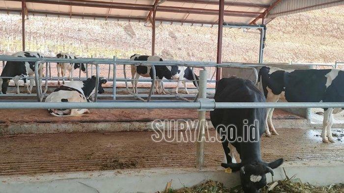 Susu kambing di Kampak, Trenggalek