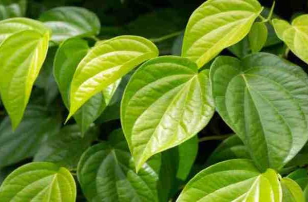 Daun penggemuk ayam di Kebar Timur, Kab. Tambrauw