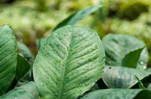Daun penggemuk ayam di Air Besar, Landak
