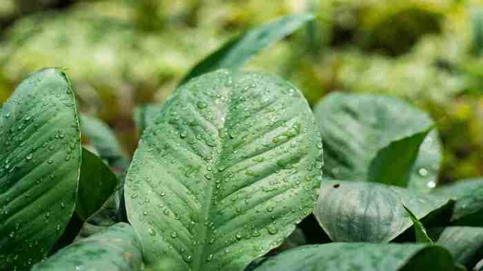 Gambar : air, alam, penurunan, embun, menanam, daun bunga, hijau, segar ... Daun penggemuk ayam di Sanggau Ledo, Bengkayang