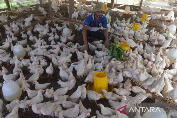 Budidaya ternak ayam di Klaten Utara, Klaten