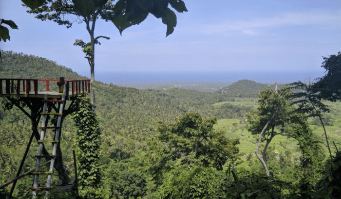Daun penggemuk ayam di Gangga, Lombok Utara