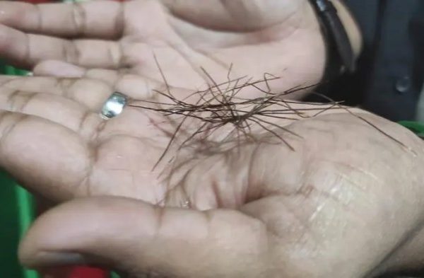 Bulu kelinci di Kodeoha, Kolaka Utara