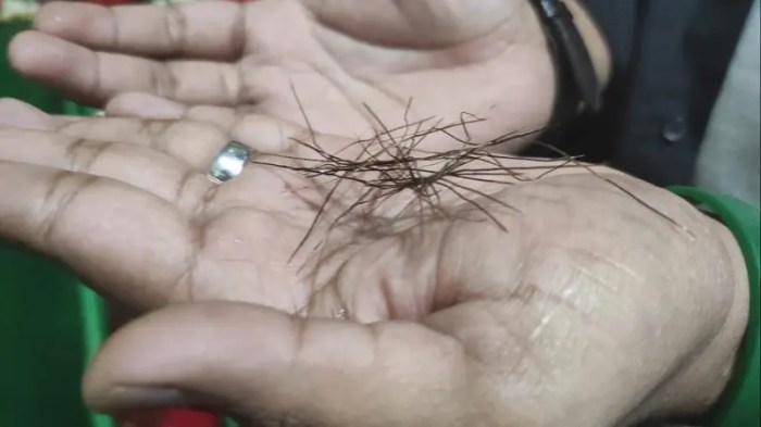 Bulu kelinci di Kodeoha, Kolaka Utara