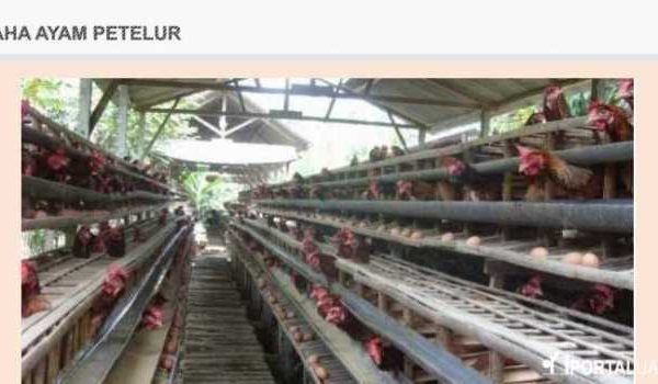 Peluang Usaha Ternak Ayam Petelur Bagi Pemula : 100, 500, 1000 Ekor