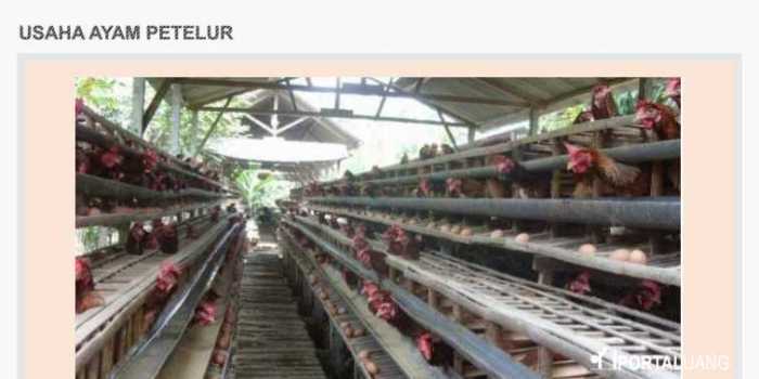 Cara Memulai Bisnis Ternak Ayam Petelur Rumahan