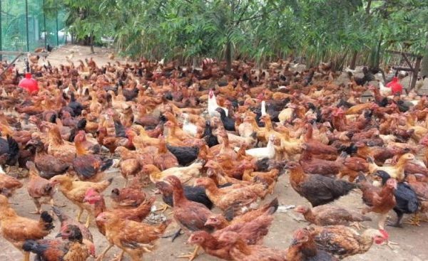 DJPb Sebut Maluku Utara Miliki Potensi Peternakan Ayam – Kalesang