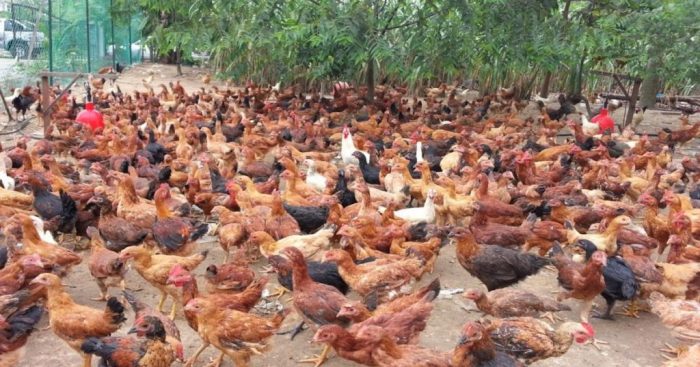 DJPb Sebut Maluku Utara Miliki Potensi Peternakan Ayam – Kalesang DJPb Sebut Maluku Utara Miliki Potensi Peternakan Ayam – Kalesang