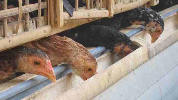 Peternakan Ayam Pedaging AYAM ULU Cileungsi Bogor - YouTube Peternakan Ayam Pedaging AYAM ULU Cileungsi Bogor - YouTube