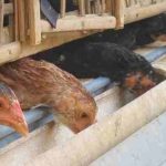 Budidaya ternak ayam di Mungkid, Magelang