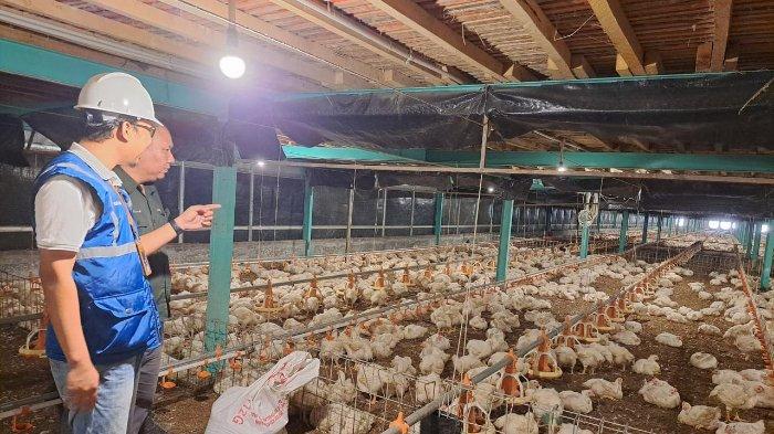 Tarif Listrik Tidak Naik, PLN Pastikan Pasokan Andal Dukung Pertumbuhan ... Budidaya ayam di Rambatan, Kabupaten Tanah Datar