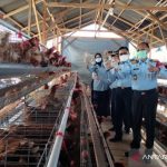 Ternak ayam petelur di Bacukiki, Kota Parepare