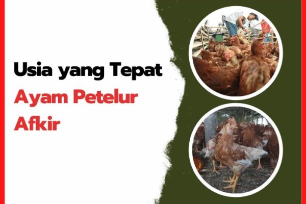 Mengganti Ayam Afkir Petelur, Sebelum Pengeluaran Membengkak - HOBI TERNAK