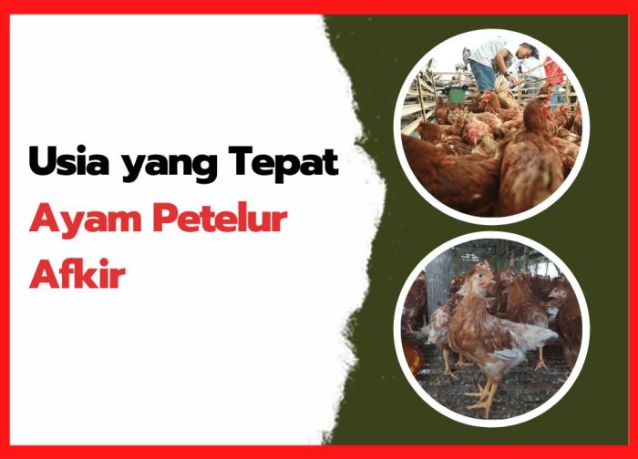 Di Usia Berapakah Ayam Petelur Afkir ? - HOBI TERNAK Ayam afkir di Surian, Sumedang