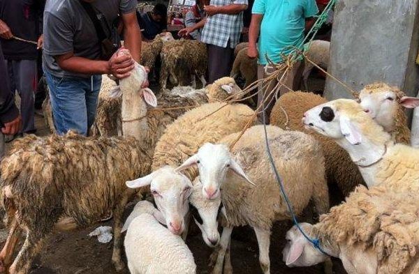 Daging kambing di Wonosobo, Kabupaten Wonosobo