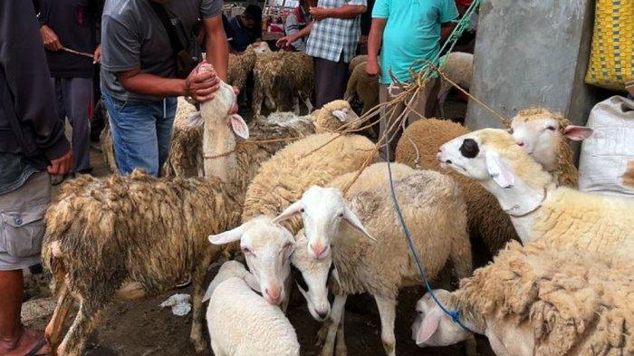 Daging kambing di Wonosobo, Kabupaten Wonosobo