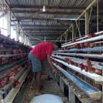 Model Kandang Ayam Petelur, Apa Saja Jenisnya