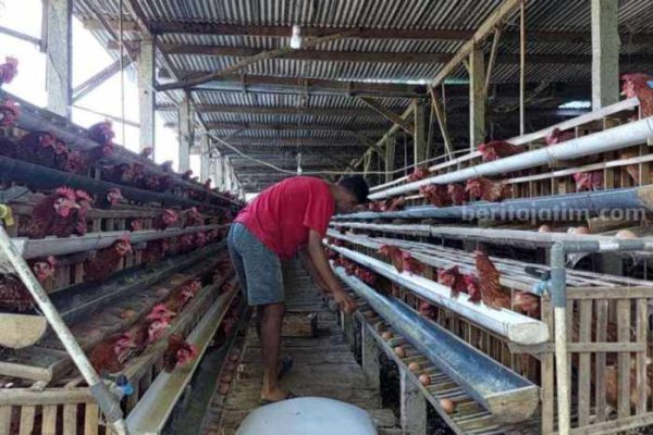 Budidaya ayam di Siberut Tengah, Kabupaten Kepulauan Mentawai