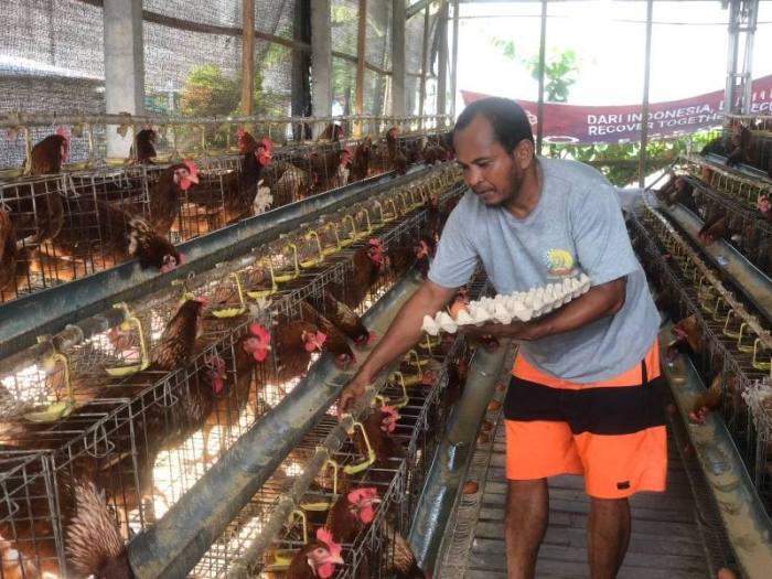Pokja Ayam Petelur Hasilkan Ratusan Butir Telur Sehari - Berita Bali ... Ayam petelur jantan di IV Nagari Bayang Utara, Kabupaten Pesisir Selatan