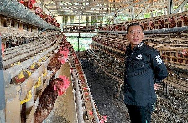 Ternak ayam petelur di Wapoga, Kab. Waropen