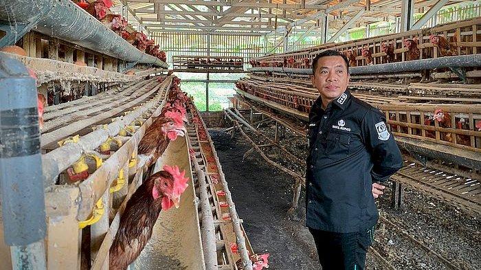 5 Langkah Membuka Usaha Ternak Ayam Petelur di Rumah Ternak ayam petelur di Wapoga, Kab. Waropen