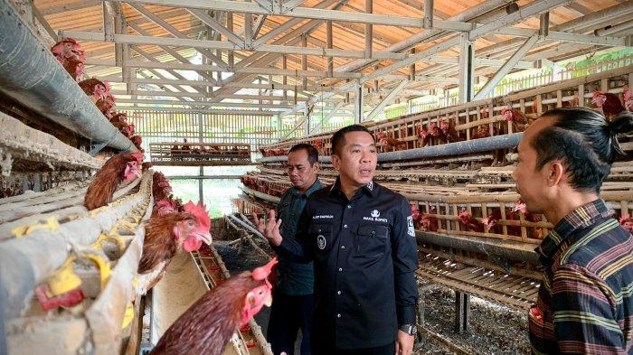 Jual Doc Ayam Petelur / Bibit Ayam Petelur / Anak ayam Petelur Merah ... Ayam merah petelur di Purwasari, Karawang