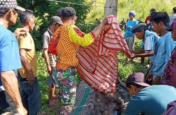 Daun penggemuk ayam di Bolano Lambunu, Paringi Moutong
