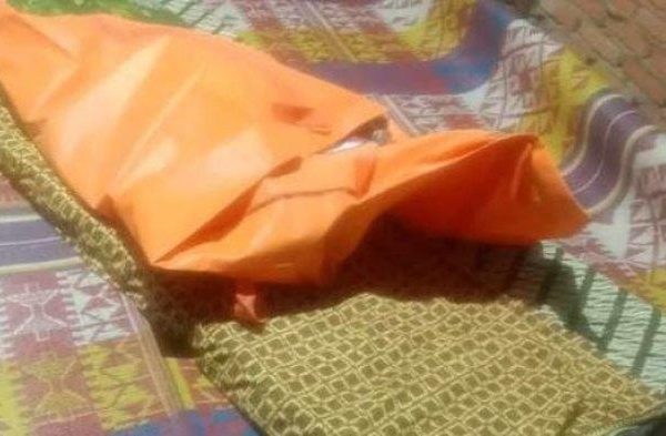 Ayam layer di VII Koto Ilir, Kabupaten Tebo