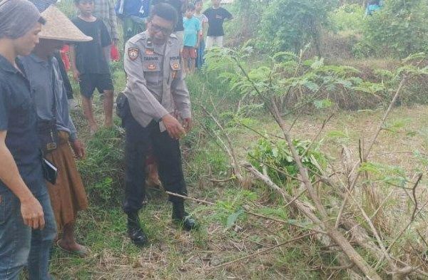 Daun penggemuk ayam di Janapria, Lombok Tengah