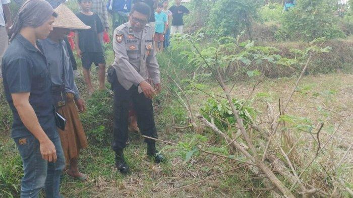 Warga Janapria Lombok Tengah Temukan Bayi di Pinggir Sawah, Kondisi ... Daun penggemuk ayam di Janapria, Lombok Tengah