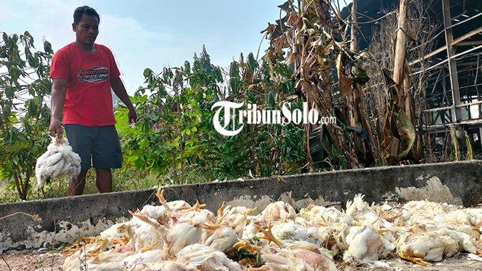 Peternakan ayam kampung di Plupuh, Sragen